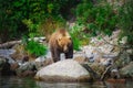 Kamchatka brown bear catches fish on the Kuril Lake. Kamchatka Peninsula, Russia. Royalty Free Stock Photo