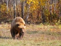 Kamchatka brown bear on a chain in the forest