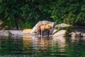 Kamchatka brown bear female and bear cubs catch fish on the Kuril lake. Kamchatka Peninsula, Russia.