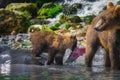 Kamchatka brown bear female and bear cubs catch fish on the Kuril lake. Kamchatka Peninsula, Russia. Royalty Free Stock Photo