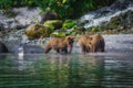 Kamchatka brown bear female and bear cubs catch fish on the Kuril lake. Kamchatka Peninsula, Russia.