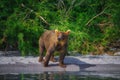 Kamchatka brown bear female and bear cubs catch fish on the Kuril lake. Kamchatka Peninsula, Russia.