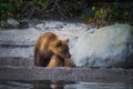 Kamchatka brown bear female and bear cubs catch fish on the Kuril lake. Kamchatka Peninsula, Russia.