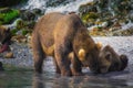 Kamchatka brown bear female and bear cubs catch fish on the Kuril lake. Kamchatka Peninsula, Russia.