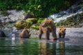 Kamchatka brown bear female and bear cubs catch fish on the Kuril lake. Kamchatka Peninsula, Russia.