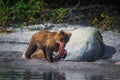 Kamchatka brown bear female and bear cubs catch fish on the Kuril lake. Kamchatka Peninsula, Russia. Royalty Free Stock Photo