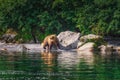 Kamchatka brown bear female and bear cubs catch fish on the Kuril lake. Kamchatka Peninsula, Russia. Royalty Free Stock Photo