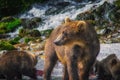 Kamchatka brown bear female and bear cubs catch fish on the Kuril lake. Kamchatka Peninsula, Russia. Royalty Free Stock Photo