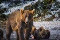 Kamchatka brown bear female and bear cubs catch fish on the Kuril lake. Kamchatka Peninsula, Russia. Royalty Free Stock Photo