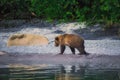 Kamchatka brown bear female and bear cubs catch fish on the Kuril lake. Kamchatka Peninsula, Russia. Royalty Free Stock Photo