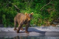 Kamchatka brown bear female and bear cubs catch fish on the Kuril lake. Kamchatka Peninsula, Russia. Royalty Free Stock Photo