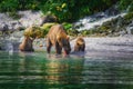 Kamchatka brown bear female and bear cubs catch fish on the Kuril lake. Kamchatka Peninsula, Russia. Royalty Free Stock Photo