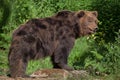 Kamchatka brown bear Ursus arctos beringianus