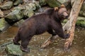 Kamchatka brown bear Ursus arctos beringianus Royalty Free Stock Photo
