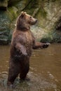 Kamchatka brown bear Ursus arctos beringianus Royalty Free Stock Photo