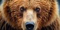 Kamchatka Brown Bear - Ursus arctos beringianus, close up detail portrait. Brown fur coat, danger and aggressive animal