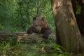 Kamchatka brown bear Ursus arctos beringianus