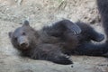 Kamchatka brown bear Ursus arctos beringianus Royalty Free Stock Photo