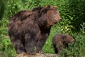 Kamchatka brown bear Ursus arctos beringianus Royalty Free Stock Photo