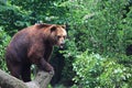 Kamchatka brown bear Royalty Free Stock Photo
