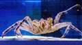 Kamchatka crab in the aquarium of the fish Department of the market. Delicacies from the sea. Red Alaskan king crab