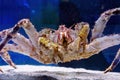 Kamchatka crab in the aquarium of the fish Department of the market. Delicacies from the sea. Red Alaskan king crab