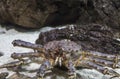 Kamchatka crab at the bottom of the sea