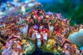 Kamchatka crab, close up Paralithodes camtschaticus. Royalty Free Stock Photo