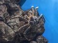 Kamchatka crab on a stone in an aquarium