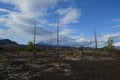 Kamchatka, dead forest.