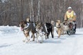 Kamchatka Dog Sledge Race Beringia. Russian Far East, Kamchatka