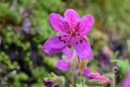 Kamchatka dwarf Rhododendron camtschaticum, a purple flower Royalty Free Stock Photo