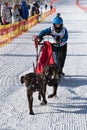 Kamchatka Peninsula Kids Competitions Dog Sled Racing Dyulin Beringia Royalty Free Stock Photo