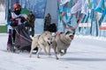 Kamchatka Peninsula Kids Competitions Dog Sled Racing Dyulin Beringia Royalty Free Stock Photo