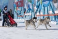 Kamchatka Peninsula Kids Competitions Dog Sled Racing Dyulin Beringia Royalty Free Stock Photo