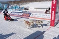 Kamchatka Kids Competitions Dog Sled Racing Dyulin Beringiya Royalty Free Stock Photo