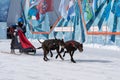 Kamchatka Peninsula Kids Competitions Sled Dog Racing Dyulin Beringia Royalty Free Stock Photo