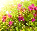 The Kamchatka Rhododendron Rhododendron camtschaticum on the volcano Vachkazhets Royalty Free Stock Photo