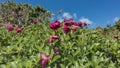 Kamchatka rhododendrons bloom on the hillside.