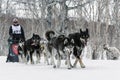 Kamchatka Sled Dog Race: running dog sled team Alaskan husky