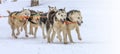 Kamchatka Sled Dog Racing Beringia, Russian Cup of Sled Dog Racing