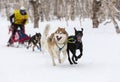 Kamchatka Sled Dog Racing Beringia Royalty Free Stock Photo