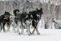 Kamchatka Sled Dog Racing: running dog sled team Alaskan husky