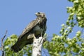 Kamchatkan rough-legged buzzard. Royalty Free Stock Photo