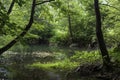 Diverse flora of the Kamchia River