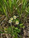 Kamen-na-Obi, Altai, Russia - May 22, 2020: White flowers of wild strawberries in the green grass. Vertical