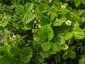 Kamen-na-Obi, Altai, Russia - May 22, 2020: White flowers of wild strawberries in the green grass. View