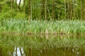 Kamenec lake in spring