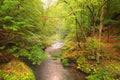 Kamenice River in green forest. Foggy summer morning. Bohemian Switzerland National Park