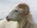 Kamerun sheep white ram
